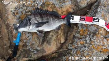 チヌ