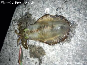 水烏賊