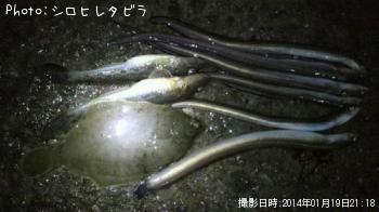 ʥ