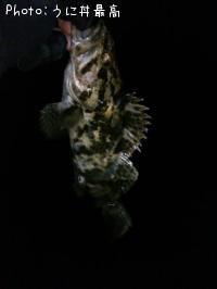 ベッコウゾイ
