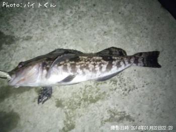 アイナメ