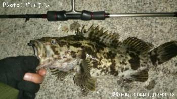 タケノコメバル