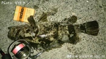 タケノコメバル