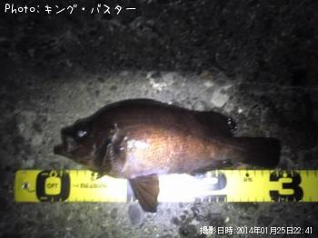 メバル