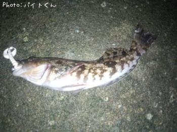 アイナメ