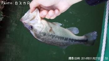 ラージマウスバス