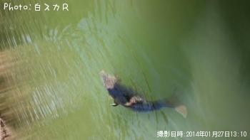 コイ