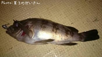 メバル