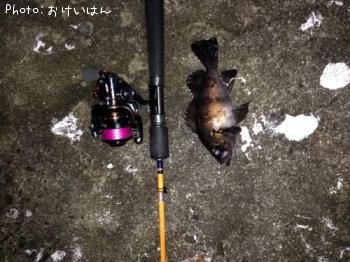 メバル