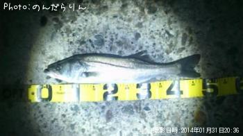 シーバス