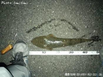 マゴチ