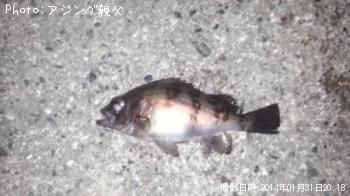 メバル