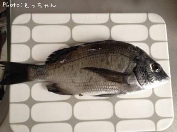 クロダイ