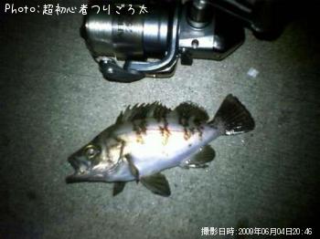 メバル