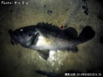 クロソイ