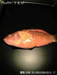 アカササノハベラ