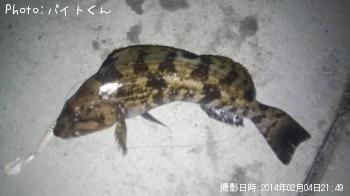 アイナメ