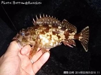 カサゴ