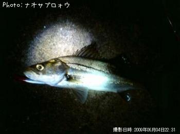 シーバス