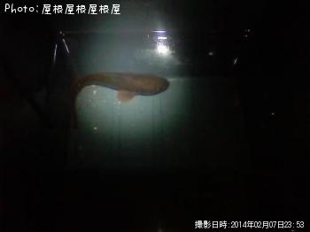ドンコ