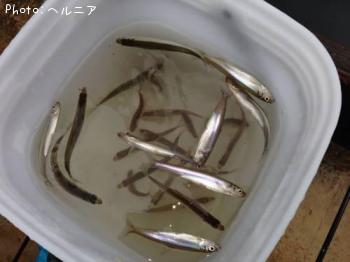 ワカサギ