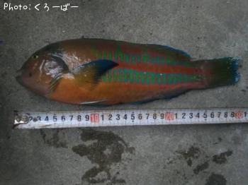 ベラ