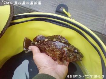 カサゴ