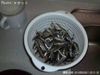 ワカサギ