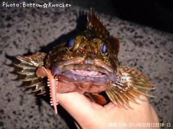 カサゴ