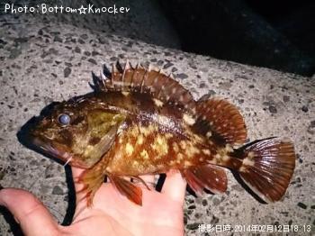 カサゴ