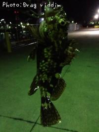 カサゴ