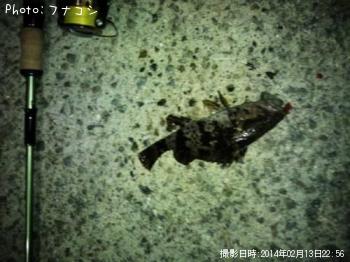 タケノコメバル