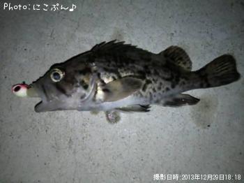ちびソイ
