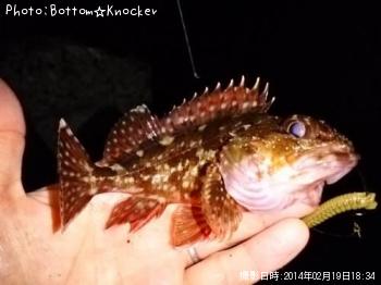 カサゴ
