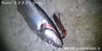 シーバス