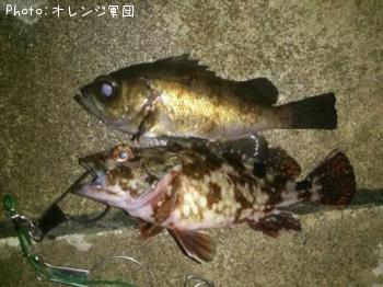 メバルとカサゴ