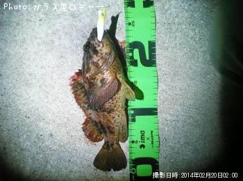 カサゴ
