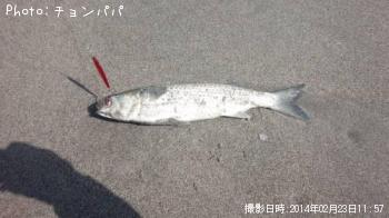 ボラ