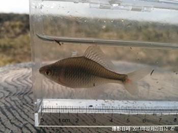 タイリクバラタナゴ