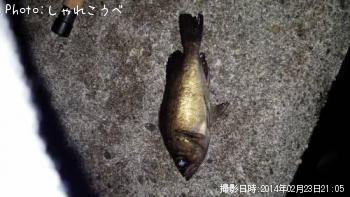 メバル