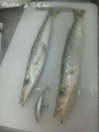 カマス