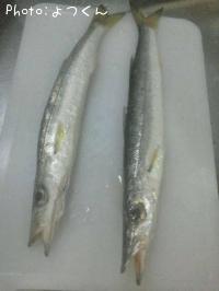 カマス