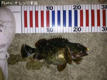 カサゴ