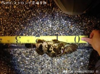 タケノコメバル