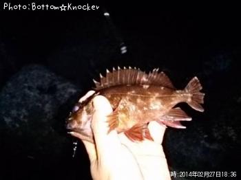 カサゴ