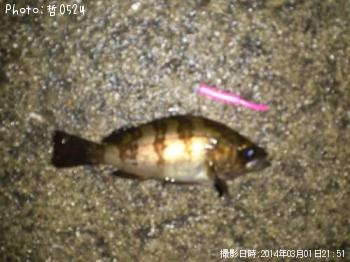 メバル