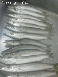 カマス