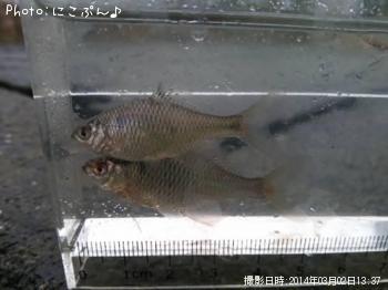 タイリクバラタナゴ