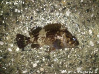 ムラソイ