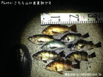 メバル